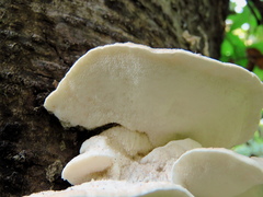 Amaropostia stiptica