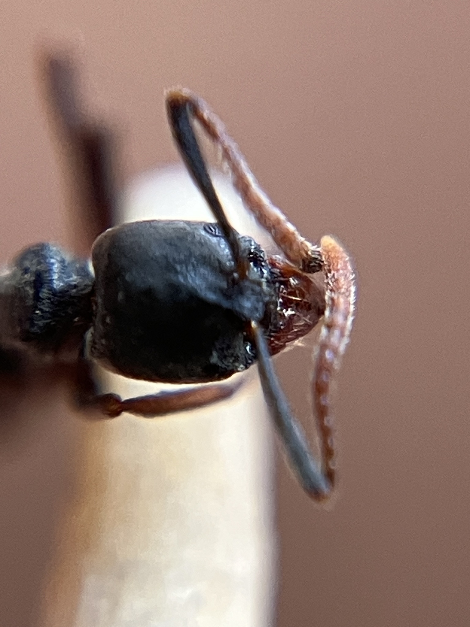 Brachyponera obscurans