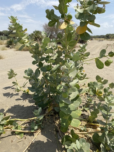 giant milkweed