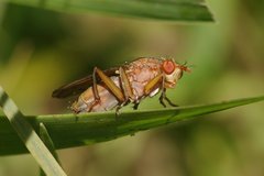 Sciomyzoidea