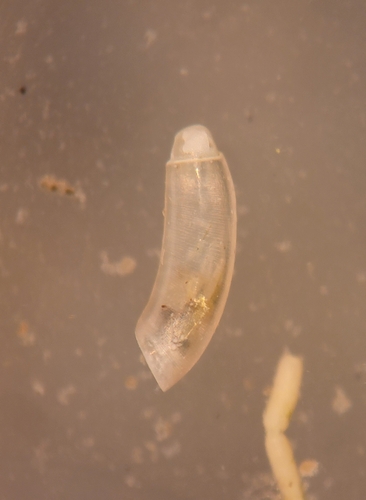 Caecum orcutti, 2023-05-21