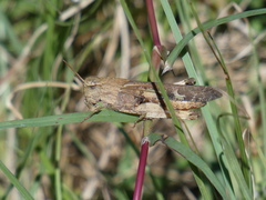 Chortophaga australior