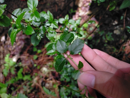 Image of Viburnum foetidum by (c) Yu-Chang Chen, some rights reserved (CC BY)