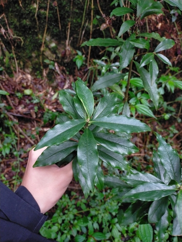 Daphne arisanensis (Daphne arisanensis)