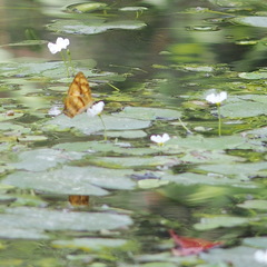 Symbrenthia lilaea formosanus