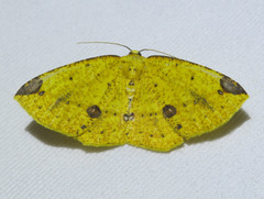 Periclina