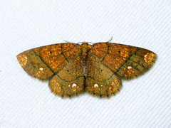Melinodes cuprina