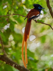 African Paradise Flycatcher photo 5