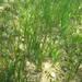 Little Neptune Grass - Photo (c) jlloret, some rights reserved (CC BY-NC), uploaded by jlloret