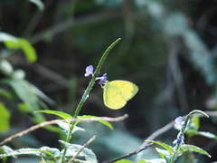 Eurema blanda arsakia