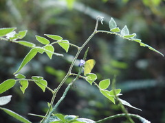 Eurema blanda arsakia