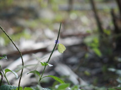 Eurema blanda arsakia