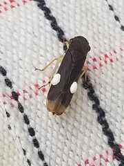 Oncometopia caucaensis