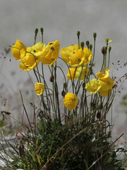 Papaver alpinum