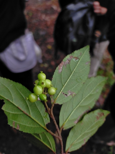 Image of Viburnum taitoense by (c) Yu-Chang Chen, some rights reserved (CC BY)