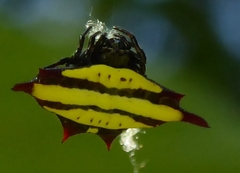 Gasteracantha diadesmia