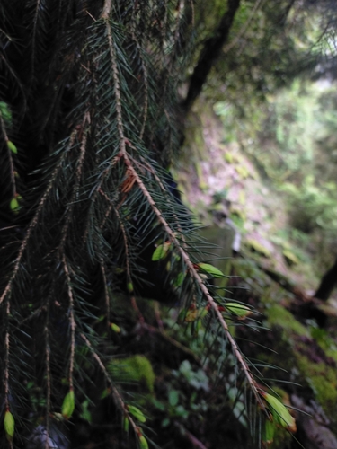 Image of Picea morrisonicola by (c) Yu-Chang Chen, some rights reserved (CC BY)
