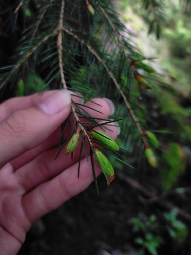Image of Picea morrisonicola by (c) Yu-Chang Chen, some rights reserved (CC BY)