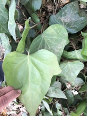 Hedera helix