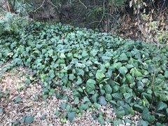 Hedera helix