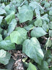 Hedera helix