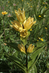 Gentiana punctata
