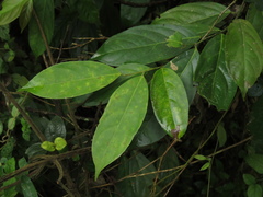 Lacistema aggregatum