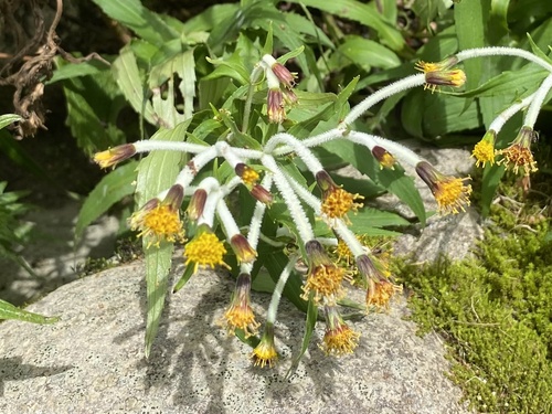 Arnica mallotopus iNat (2)