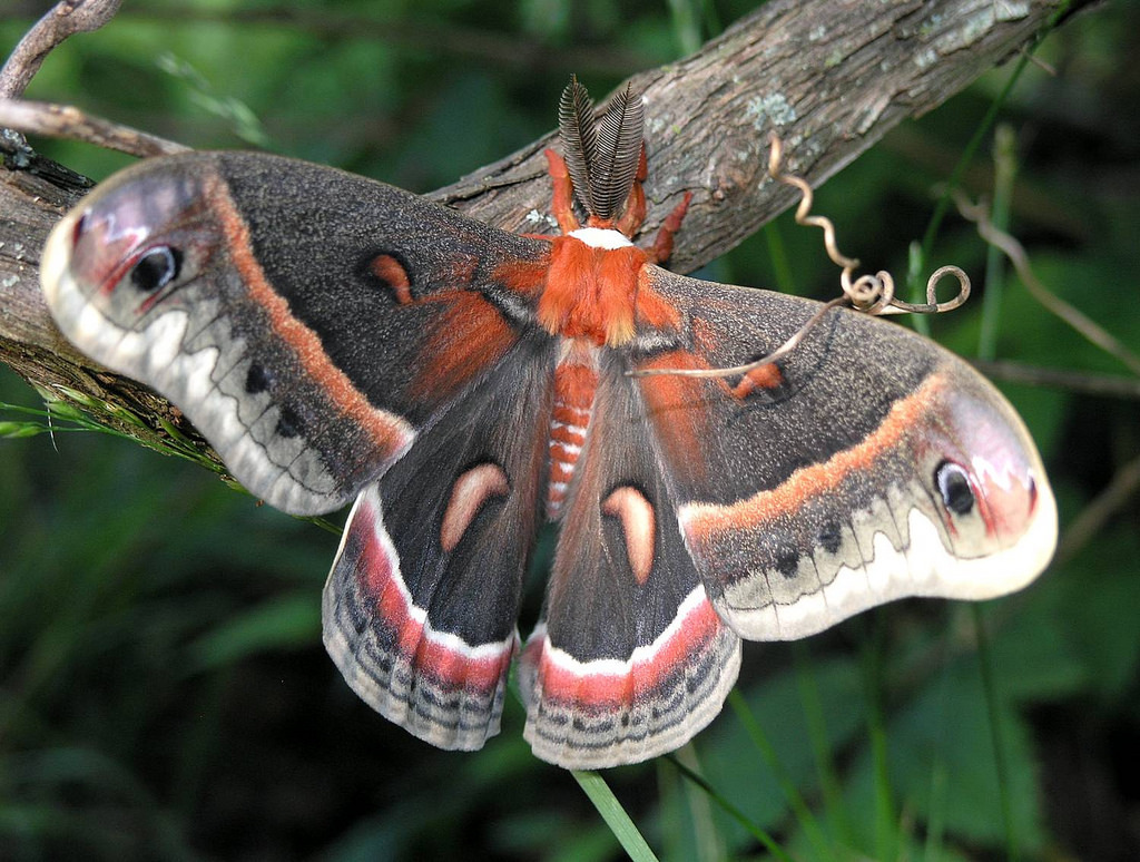 Cecropia Moth (Pennsylvania Moths) · iNaturalist