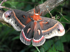 Bedstraw Hawk-moth (Pennsylvania Moths) · iNaturalist