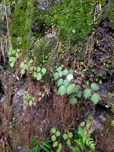 Image of Thalictrum urbainii by (c) Yu-Chang Chen, some rights reserved (CC BY)