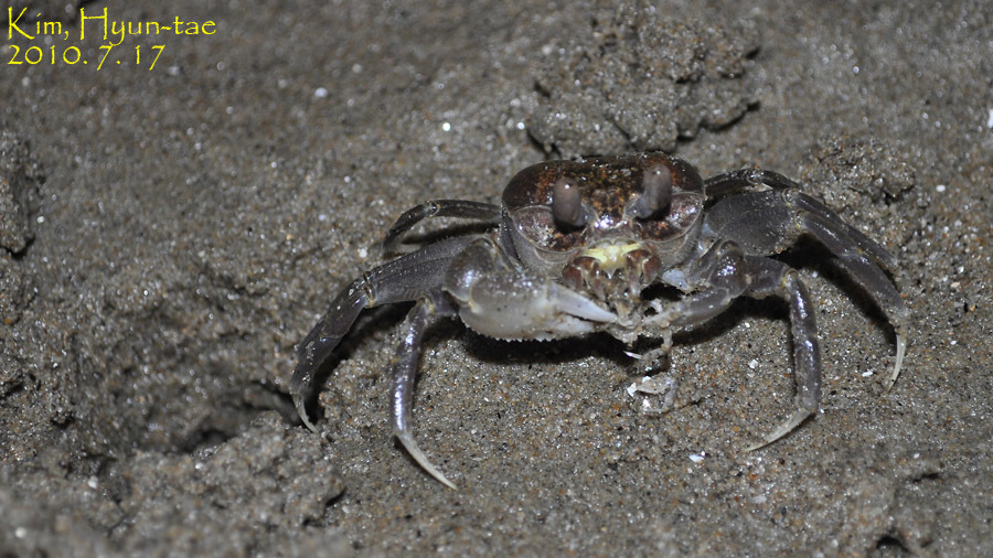 Ocypode stimpsoni