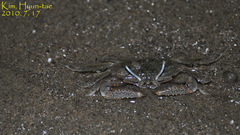 Macrophthalmus japonicus