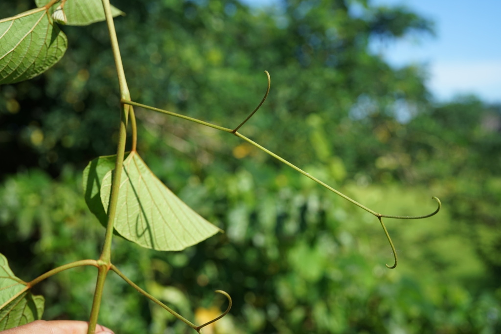 Ampelocissus elephantina (Ampelocissus elephantina)