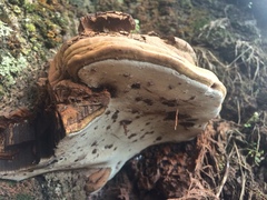Ganoderma adspersum