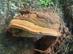 Ganoderma adspersum