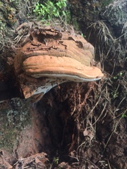 Ganoderma adspersum