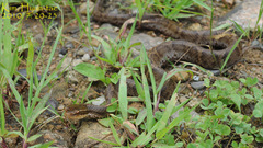 Gloydius ussuriensis