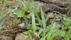 Gloydius ussuriensis