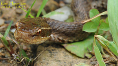 Gloydius ussuriensis