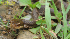 Gloydius ussuriensis