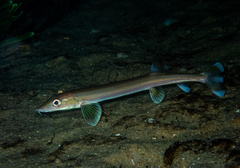 Beaked Salmon photo 1