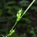 Carex depauperata - Photo (c) jltasset, algunos derechos reservados (CC BY-NC), subido por jltasset