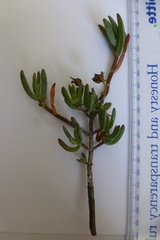 Lampranthus stipulaceus