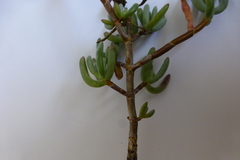 Lampranthus stipulaceus