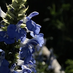 Salvia uliginosa