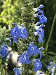 Salvia uliginosa