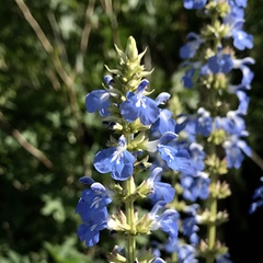 Salvia uliginosa