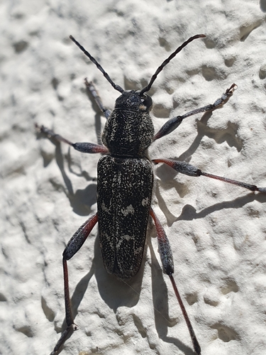 fuzáč pestrý (Xylotrechus rusticus)