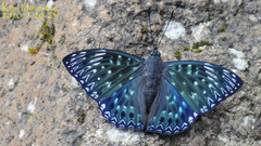 Dichorragia nesimachus